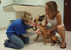 Dog Grooming | Dog Health