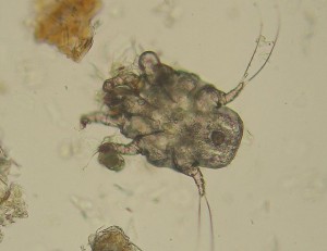Ear mites in Dogs (Otodectes Cynotis) Ear mites in Dogs | Dog Ear Mites