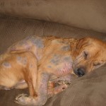 Mange in Dogs