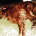 Seizures in Dogs
