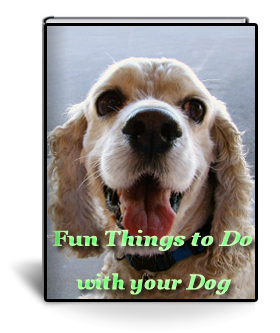 fun things to do with your dog | dog grooming training